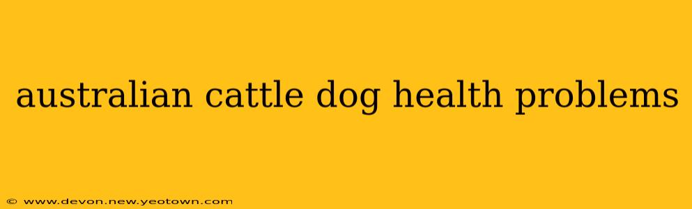 australian cattle dog health problems