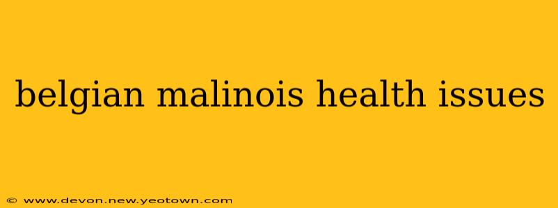 belgian malinois health issues