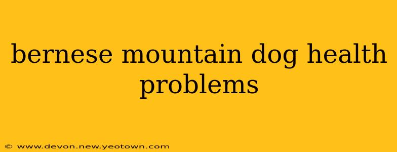 bernese mountain dog health problems