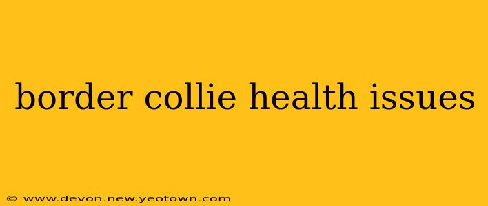 border collie health issues