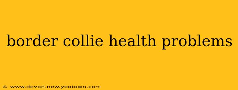border collie health problems