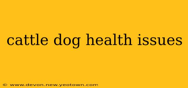 cattle dog health issues