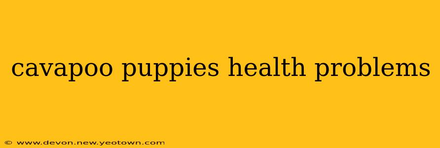 cavapoo puppies health problems