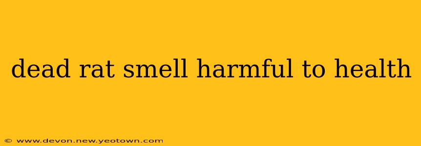 dead rat smell harmful to health