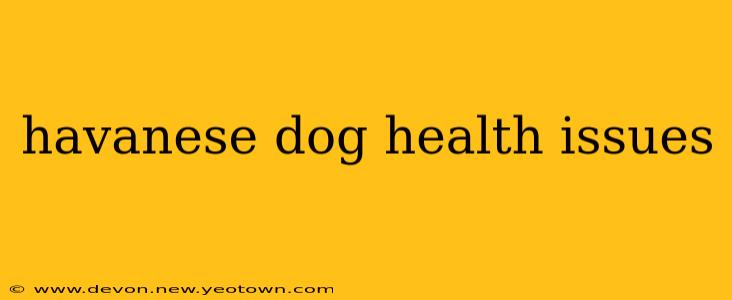 havanese dog health issues
