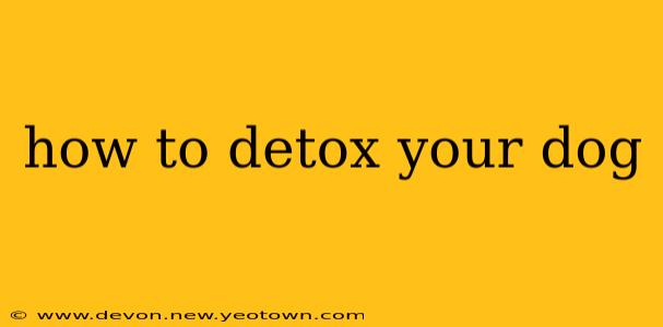 how to detox your dog