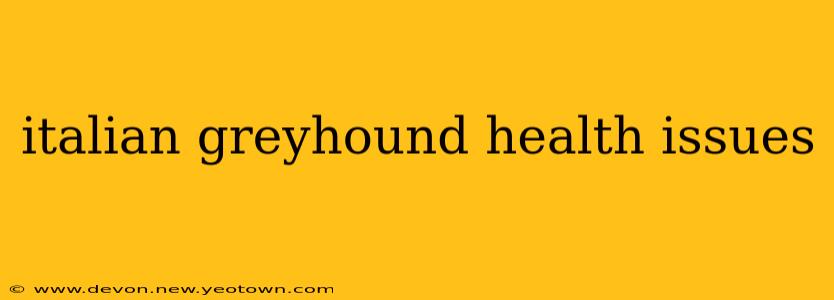 italian greyhound health issues