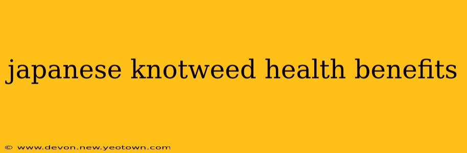 japanese knotweed health benefits