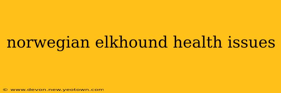 norwegian elkhound health issues