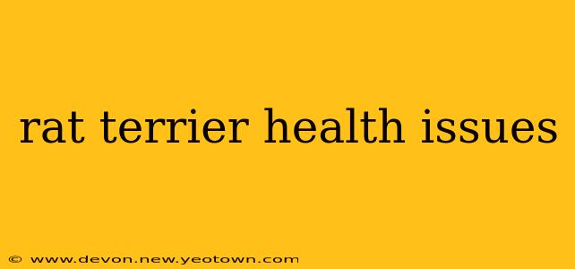 rat terrier health issues