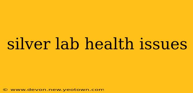 silver lab health issues