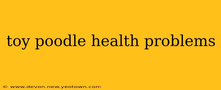 toy poodle health problems