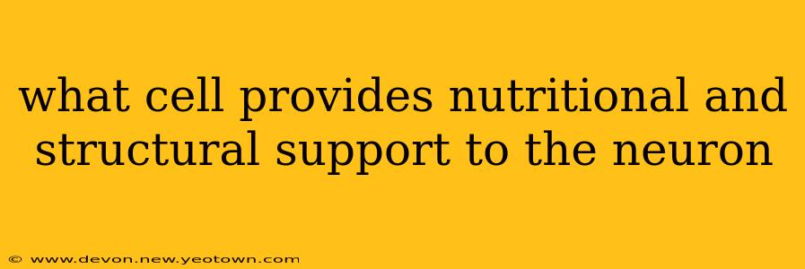 what cell provides nutritional and structural support to the neuron